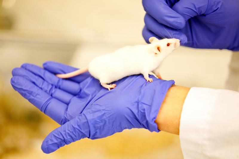 Das Bild zeigt eine Maus. Das Projekt identifiziert die besten Messgrößen, um Belastungen bei den Tieren zu erfassen. 