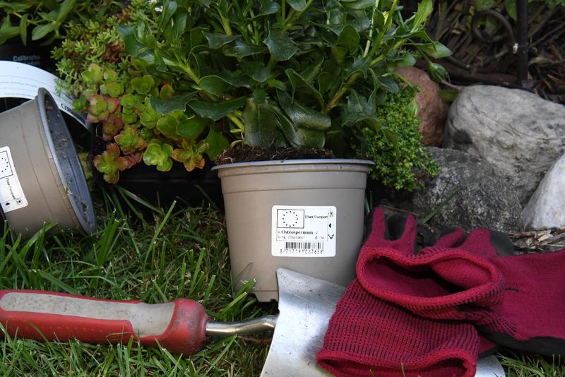 Symbolfoto: EU-Pflanzenpassaufkleber auf einem Blumentopf.