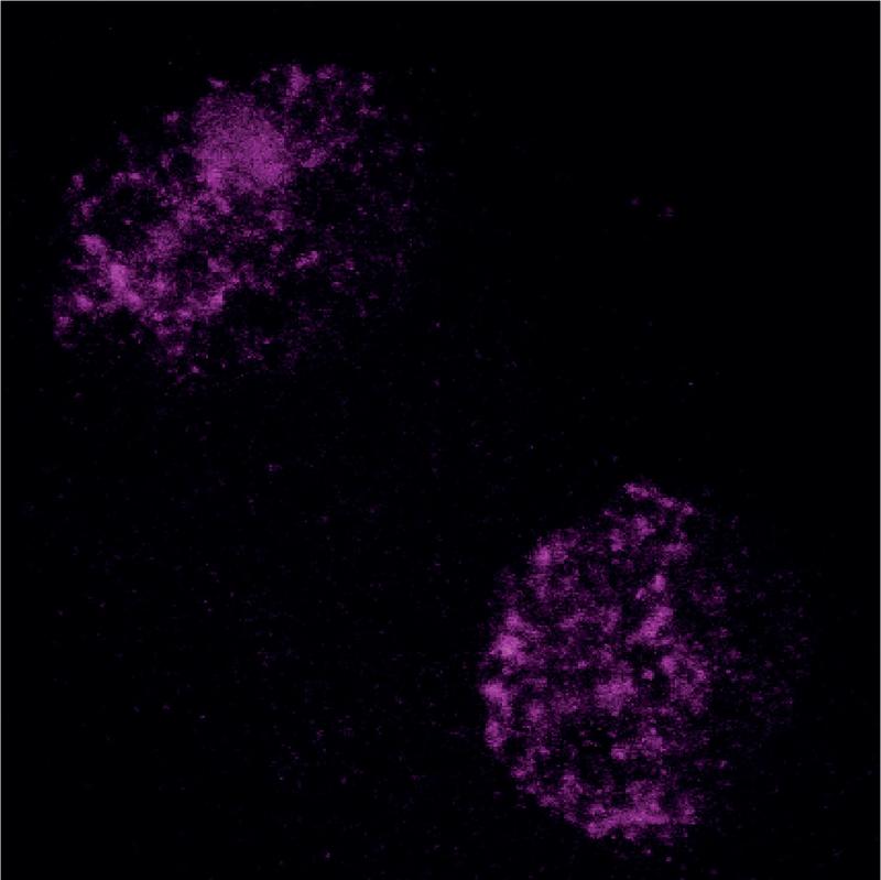 Heterochromatin im frühen Embryo