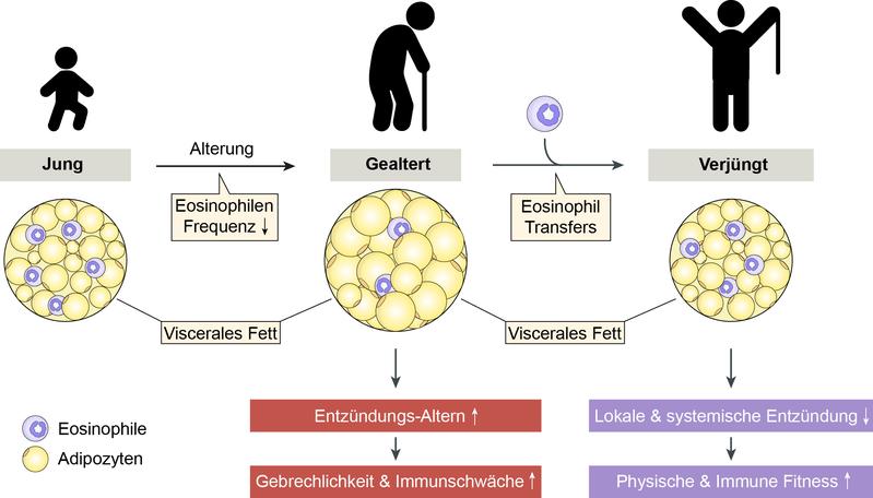 Mit zunehmendem Alter reduziert sich der Anteil an Eosinophilen im Fettgewebe. Dies führt zu Entzündungen, die zu Gebrechen und Immunschwäche beitragen. Die eosinophile Zelltherapie reduziert die Entzündungen – es kommt zu einer Verjüngung des Organismus.