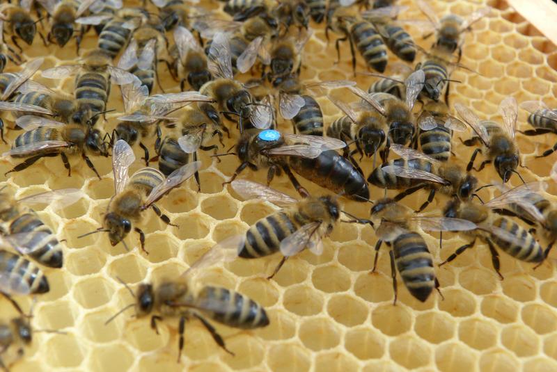 Bienenköniginnen aus Würzburg können beim Kampf gegen die Varroamilbe helfen. Ein Exemplar der Bienenstation der Universität ist hier in der Bildmitt zu sehen.