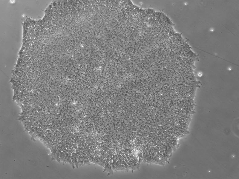 Cultured human pluripotent stem cells
