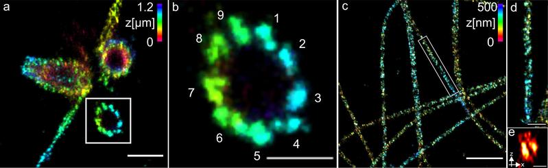 (a) Three-dimensional Ex-dSTORM of 3.2 times expanded centrioles. Measuring bar 1 micrometer. (b) enlarged section of (a). (c) Three-dimensional Ex-dSTORM of 3.1-fold expanded tubulin filaments. Measuring bar 2 micrometers. (d) and (e): enlargements of(c)