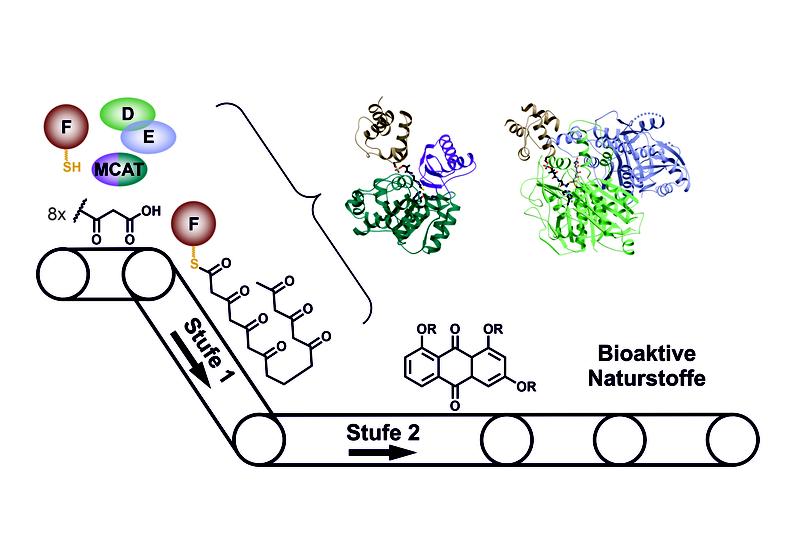 Beim Aufbau von Naturstoffen im Typ II PKS-System spielen die einzelnen Enzyme wie die Fließbänder einer Fabrik zusammen.