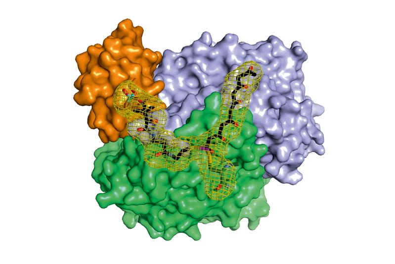 A complex of three proteins protects the highly reactive hexaketide when it is extended to the octaketide. In cooperation with other proteins, important natural substances are produced from the resulting octaketide.