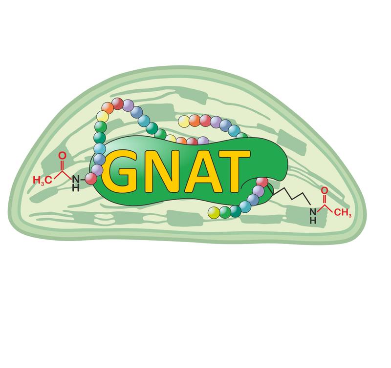  Researchers discovered a new family of certain acetyltransferases (GNAT) in the chloroplasts of plant cells (centre). The enzymes can drive two different acetylations on protein sequences (colourful chains of amino acids). 