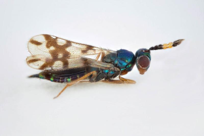 Winzige parasitoide Wespe der Familie Eulophidae - eine Insektengruppe, in der es hunderte unbekannter Arten in Deutschland zu entdecken gibt. 