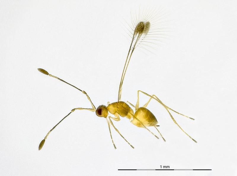 Winzige parasitoide Wespe der Familie Mymaridae - eine Insektengruppe, in der es hunderte unbekannter Arten in Deutschland zu entdecken gibt.