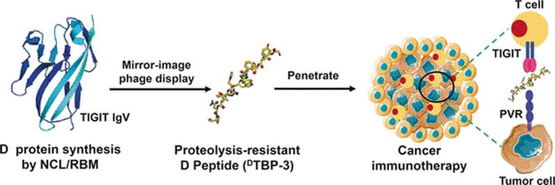 Viele Tumore tricksen das Immunsystem aus, indem sie z.B. sogenannte Immun-Checkpoints von T-Zellen dazu bringen, die Immunreaktionen herunterzufahren. Ein stabiles „spiegelbildliches“ Peptid soll einen Immun-Checkpoint spezifisch blockieren. 