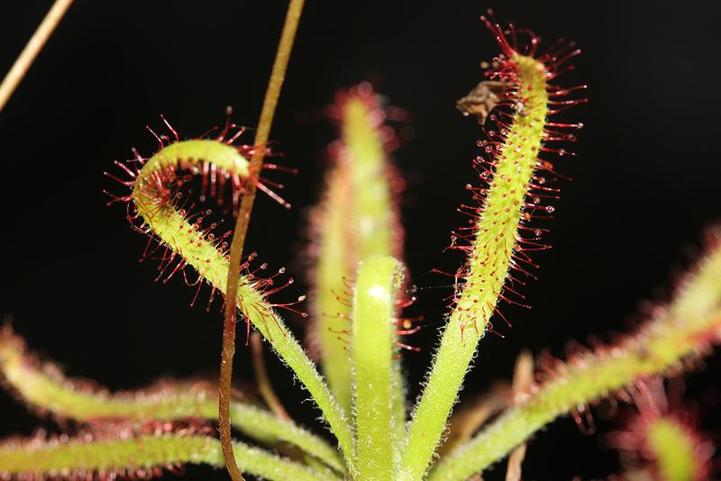 Drosera arachnoides am Wuchsort auf Madagaskar.