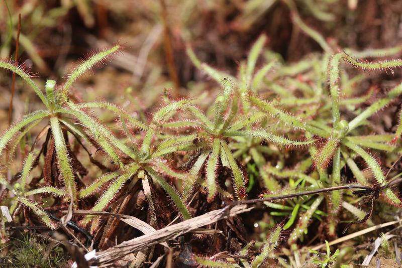 Drosera arachnoides am Wuchsort auf Madagaskar.