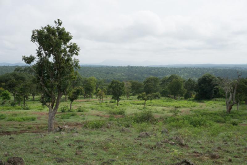 In den asiatischen Tropen (im Bild Baumsavanne in Indien) wird bis zum Ende des Jahrhunderts im Mittel bis zu 23 Prozent mehr oberirdische holzige Biomasse wachsen. 