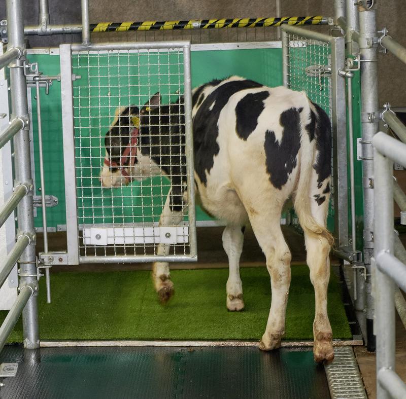 Ein Kalb nutzt eine spezielle Latrine und erhält dort auch direkt eine kleine Belohnung.