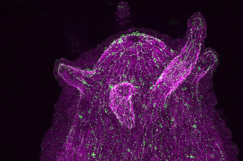 A population of neurons in Hydra’s diffuse nerve net are expressing neuropeptides (in green) which are visualized using specific antibodies. Cell nuclei are coloured in magenta. 