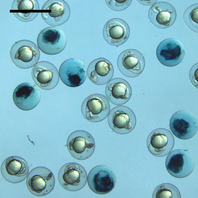 Das Bild zeigt Eier von Zebrafischen während der Entwicklung. Ein Verlust des Glutaredoxin 5 führt zum Absterben während der Entwicklung (dunkle Eier). Dieser Effekt kann nur durch Glutaredoxine kompensiert werden, die im Eisenstoffwechsel aktiv sind. 