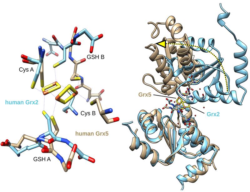 Bindung der Kofaktoren Glutathion (GSH) in den beiden Klassen der Glutaredoxine (links). Diese unterschiedliche Bindung hat eine große Änderung der 3-dimensionalen Struktur zur Folge (rechts), welche die unterschiedlichen Funktionen der Protein