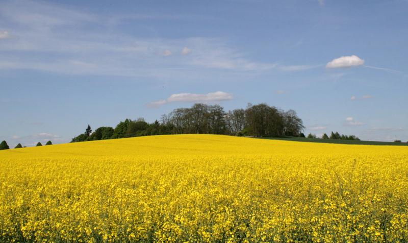 Canola field