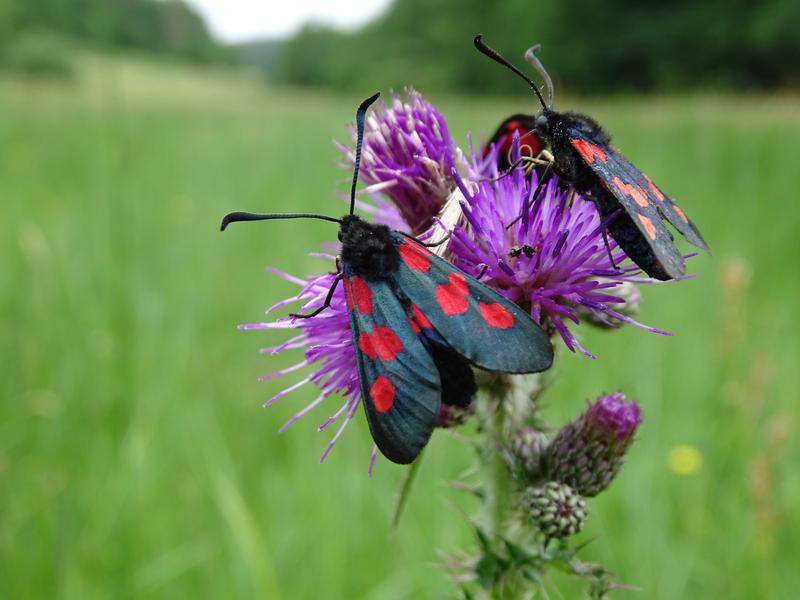 Die über 6200 untersuchten Arten umfassen acht taxonomische Gruppen, darunter Insekten, Vögel und Blütenpflanzen. 