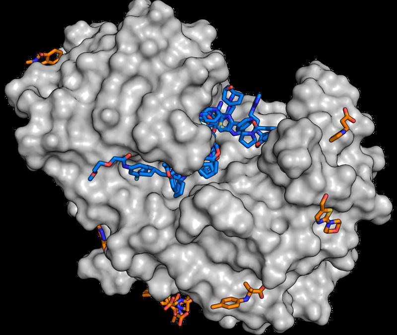 Für die Studie wurde u.a. das Enzym Endothiapepsin (grau) mit Molekülenaus der Fragmentibliothek in Kontakt gebracht. Die Analysen zeigen nun,dass zahlreiche Substanzen (blaue und orange Moleküle) an das Enzym andocken.