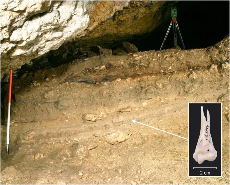 Die Żarska-Höhle ist einer der Fundorte der untersuchten Katzenfossilien.