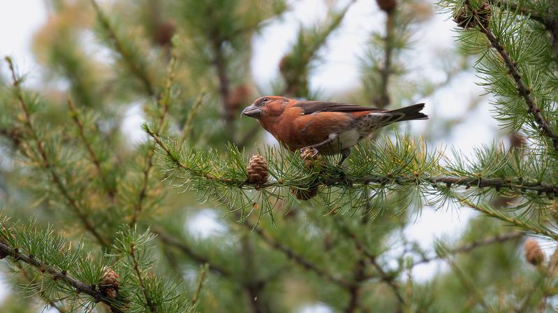 Der Fichtenkreuzschnabel ist ein sehr spezialisierter Vogel, der sich hauptsächlich von Samen reifer Fichtenzapfen ernährt