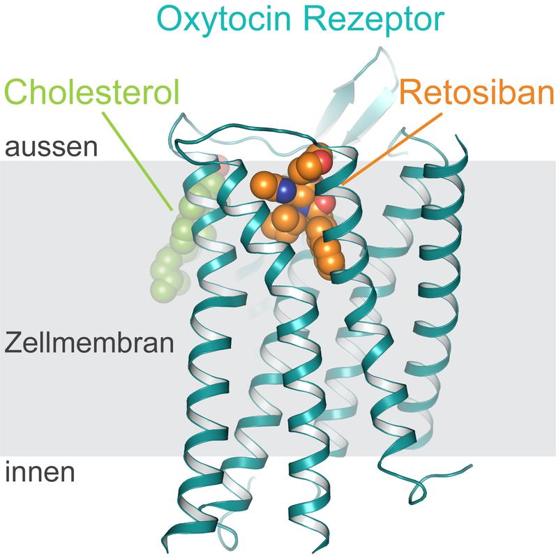 Struktur des Oxytocin-Rezeptors in der Zellmembran (grau), an das Retosiban (orange) und Cholesterol (grün) gebunden sind.