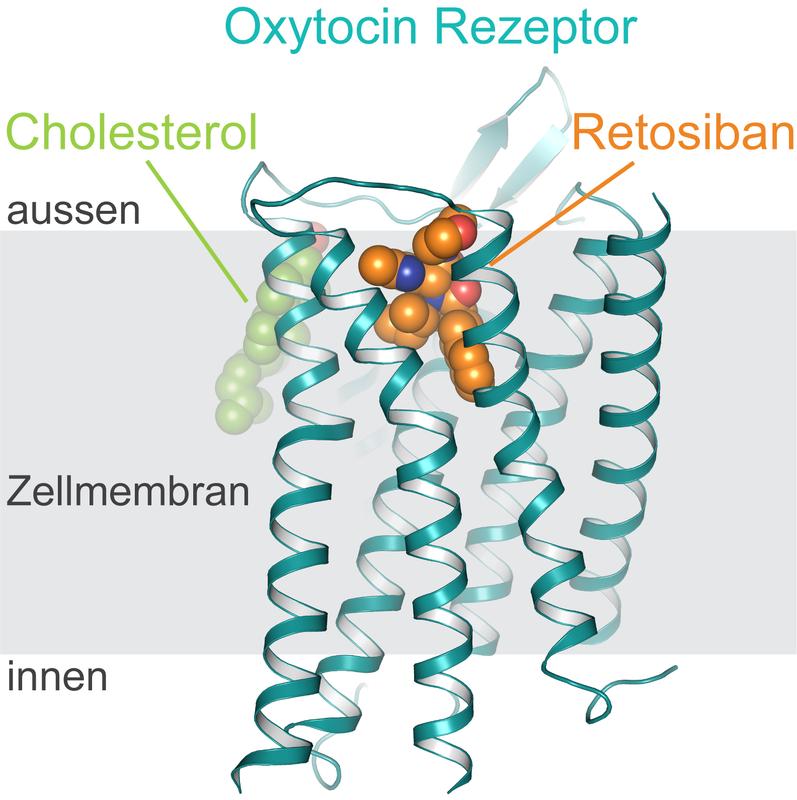 Struktur des Oxytocin-Rezeptors in der Zellmembran (grau), an das Retosiban (orange) und Cholesterol (grün) gebunden sind.