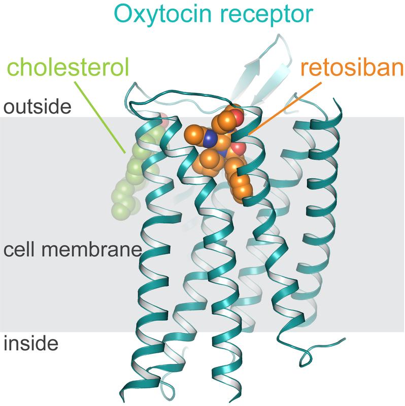 Structure of the oxytocin receptor in the cell membrane (grey), to which retosiban (orange) and cholesterol (green) are bound.