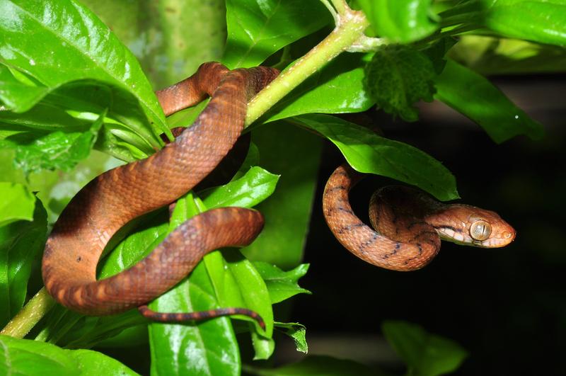 Die braune Nachtbaumnatter (Boiga irregularis) wurde durch den globalen Warentransport unabsichtlich auf diversen Inseln weltweit eingeschleppt.