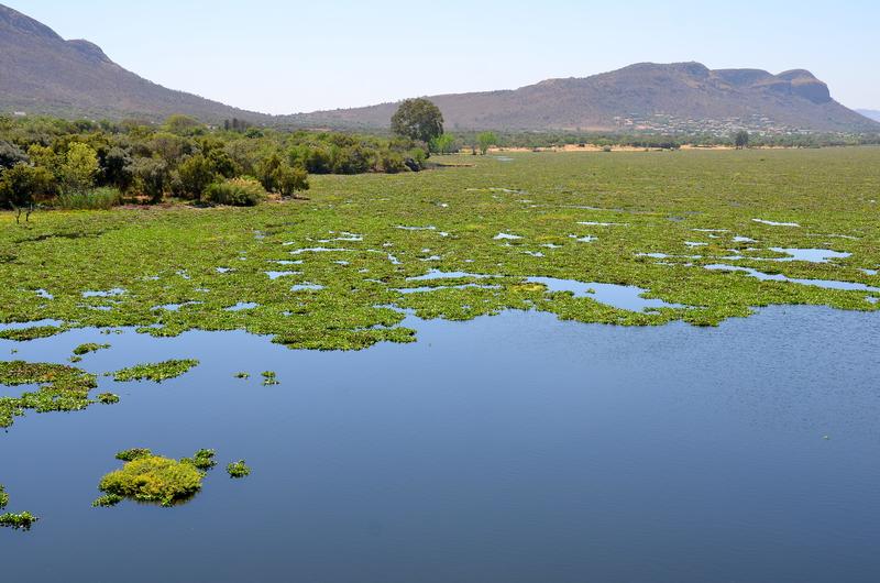 Invasion der Dickstieligen Wasserhyazinthe (Eichhornia crassipes) im Hartbeespoort Reservoir in Südafrika. 