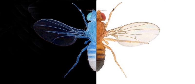 Dopamin hilft Tieren wie der Fliege Drosophila melanogaster gut und schlecht (symbolisiert durch schwarz und weiß) in ihre Entscheidungen einzuordnen. 