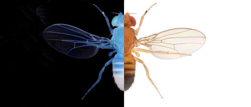 Dopamine helps animals like the fly Drosophila melanogaster to classify good and bad (symbolized by black and white) in their decisions. 