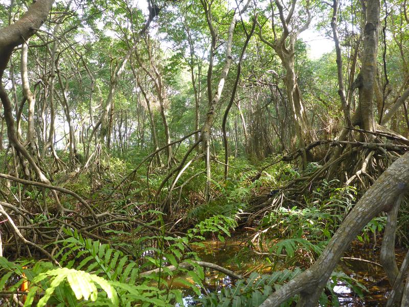 Mangrovenwald auf San Andrés Island in Kolumbien
