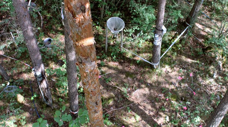 Im Pfynwald bewässern WSL-Wissenschaftler seit 2003 mehrere Waldparzellen. Bei einem Teil davon wurde die Bewässerung nach 11 Jahren wieder gestoppt. 