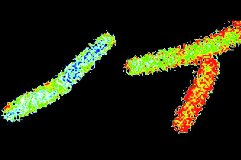 The membrane of Bacillus subtilis cells was marked with the dye Laurdan. The staining indicates the fluidity of the membrane: The membranes of the blue-stained cells are considerably more rigid than the membranes of the reference cells (in red).