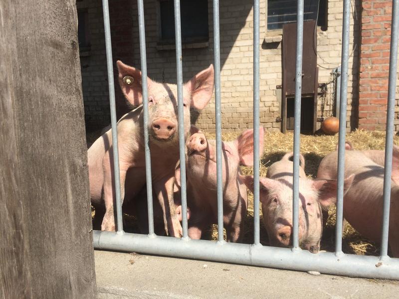 Haltungsbedingungen wirken sich auf das Wohl von Schweinen aus. 5 Schüler*innen im HNEE-Team untersuchen, worauf es ankommt.