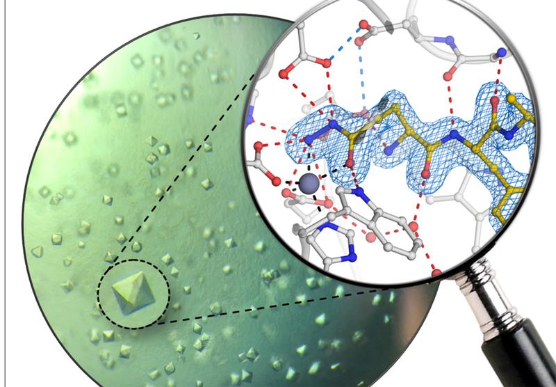 Proteinkristalle des humanen Enzyms Glutaminylzyklase und atomare Struktur des neuen Inhibitors.