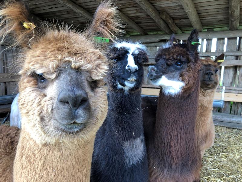 The lab of Dr. Opazo develops new probes from alpaca antibodies (nanobodies) to be used as tools in neurosciences and super-resolution microscopy. The Alpacas, NanoTag Biotechnology GmbH. 