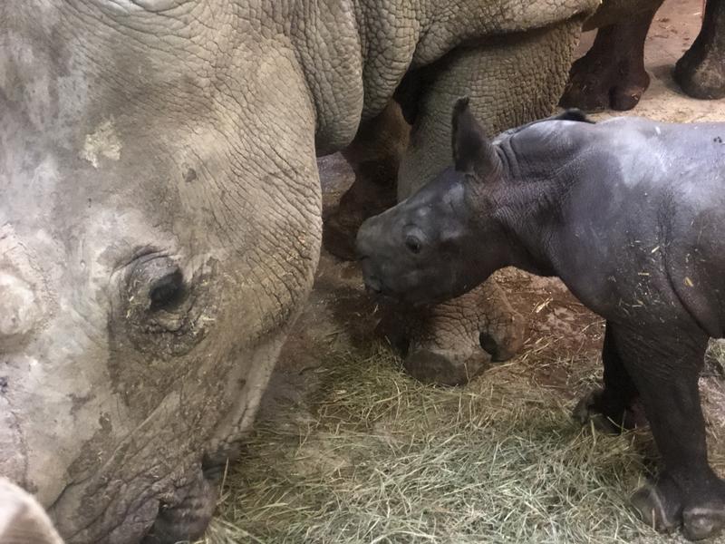 Breitmaulnashorn Kalb 1 Stunde nach der Geburt im Salzburger Zoo 