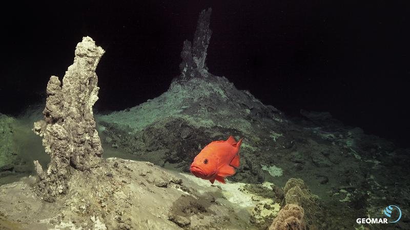 Rotbarsch im neu entdeckten IceAGE vent field. 