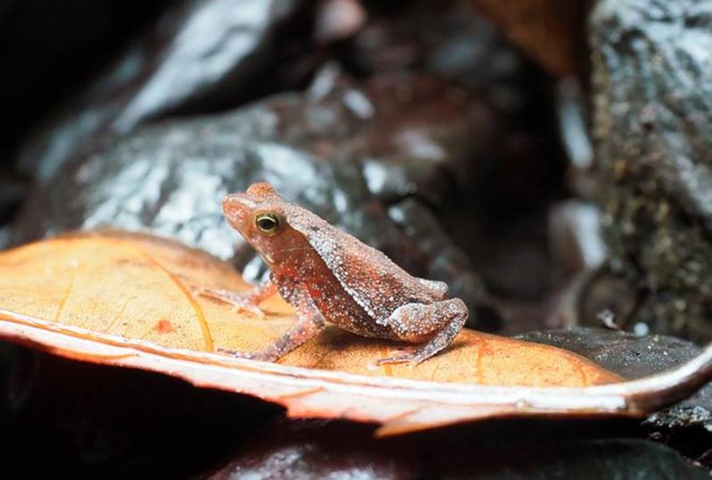 Agrobiodiversität: Amphibien sind wichtige Störungsmelder in Agrarlandschaften.