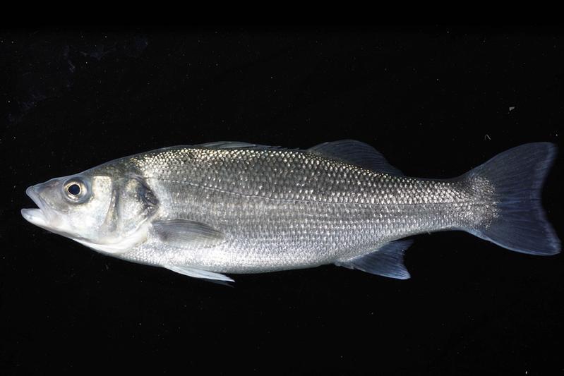 European sea bass