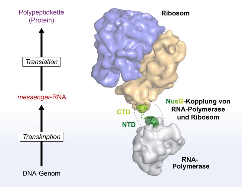 NusG koppelt Transkription und Translation. NusG bindet mit seiner NTD an die RNA-Polymerase und mit seiner CTD an das Ribosom. Es dient somit als flexible Verbindung zwischen den beiden Maschinen. 