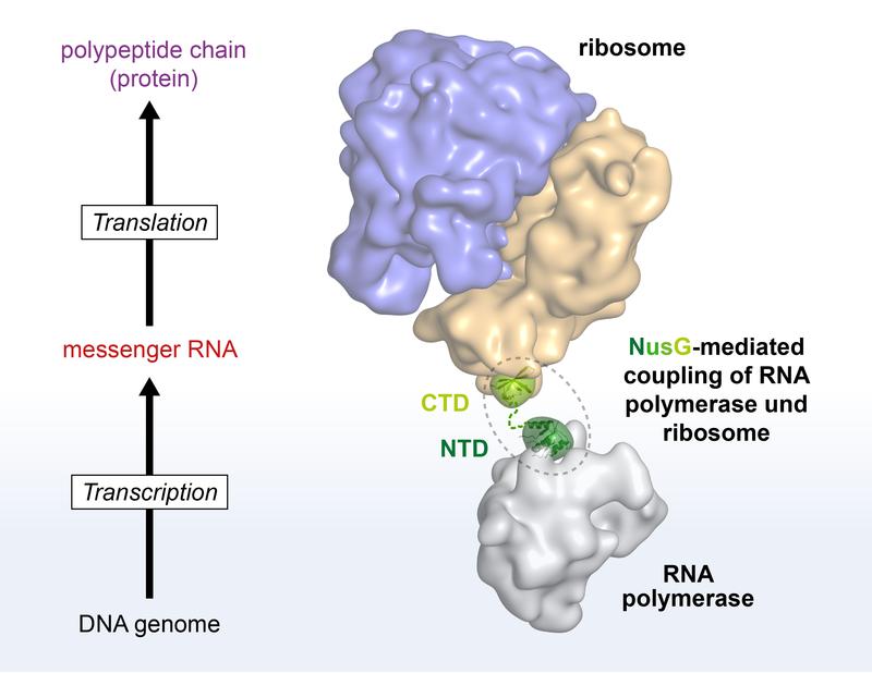 NusG couples transcription and translation. NusG binds to RNA polymerase via its NTD, and to the ribosome via its CTD. It thus serves as a flexible connection between the two machines.