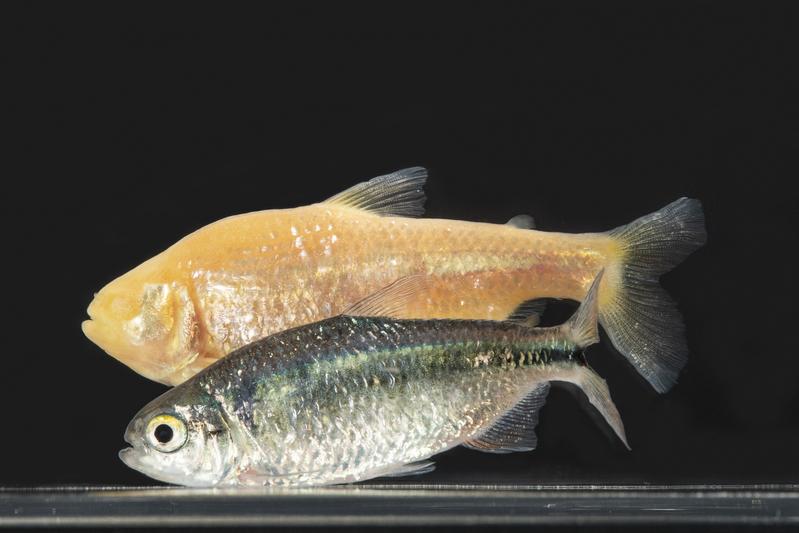  Die untersuchten Pachón-Höhlenfische (hinten) und ihre Verwandten, die Oberflächenfische aus dem Fluss Río Choy in Mexiko. 