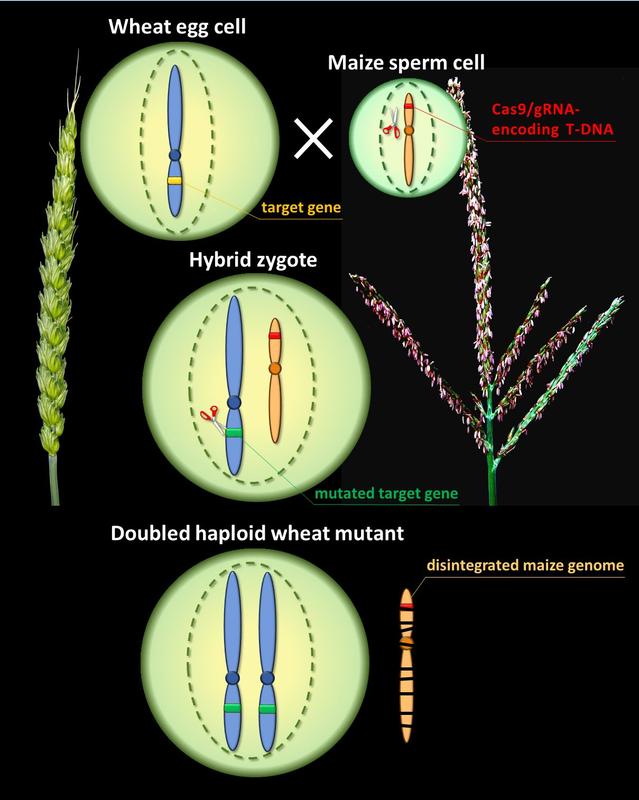 Zielgerichtete Mutagenese bei Weizen nach Übertragung von CRISPR-RNA und Cas-Endonuklease durch Bestäubung mit Mais 