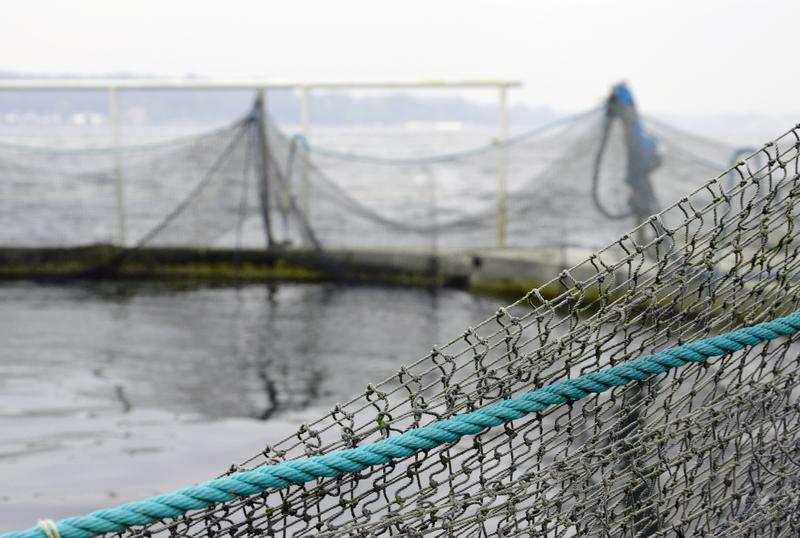 Auf Netzen, die in der Fischzucht genutzt werden, siedeln sich permanent Algen, Muscheln oder Seepocken an. Das Forschungsteam der CAU entwickelt dagegen eine umweltfreundliche Schutzbeschichtung. 