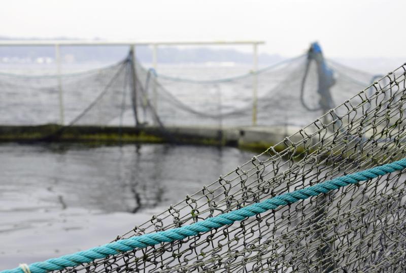 Fish nets used in aquacultures can become heavy because of biofouling. The research group of Kiel University develops an environmentally friendly protective coating.