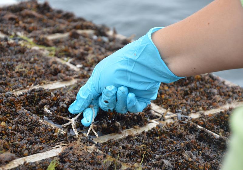 The nets with the environmentally friendly coating can be easily cleaned by hand.