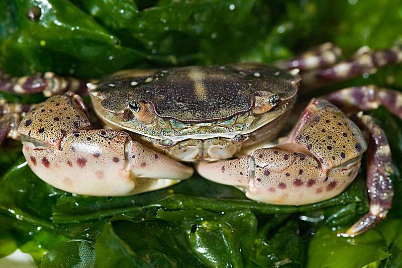 Asiatische Strandkrabbe (Hemigrapsus sanguineus)